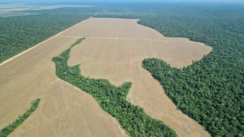 Im Amazonas-Regenwald nahe der brasilianischen Stadt Belém ist von einem Überflug aus eine Fläche zu sehen, die für Sojaanbau gerodet worden ist.