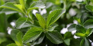 Stevia-Pflanze