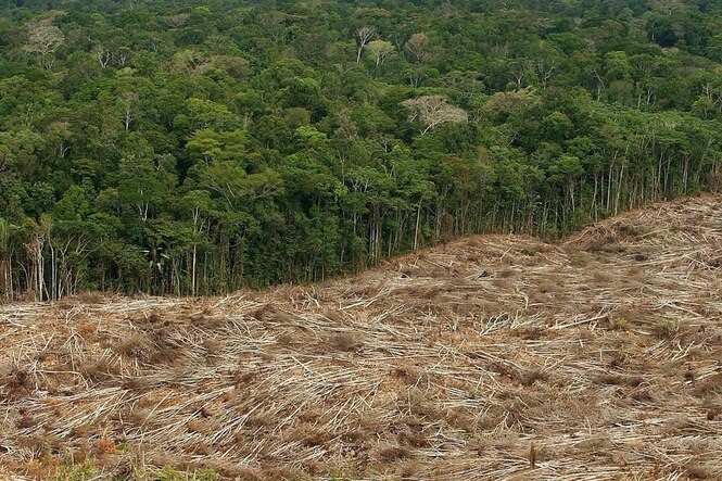 Abgeholze Fläche mit umgelegten Bäumen am Rand eines Regenwaldes