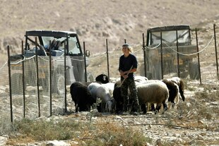 Ein junger Mann mit Kippa steht auf einem kargen Grundstück, umgeben von weidenden Schafen. Hinter einem Zaun, stehen zwei Trucks.