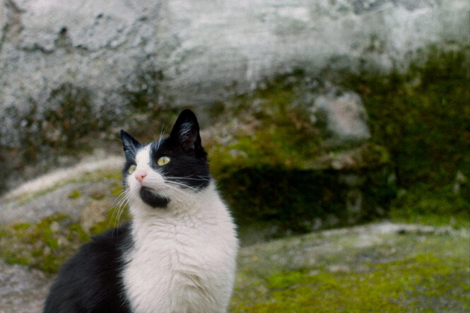 Eine Katze blickt vor einer Felswand links nach oben.