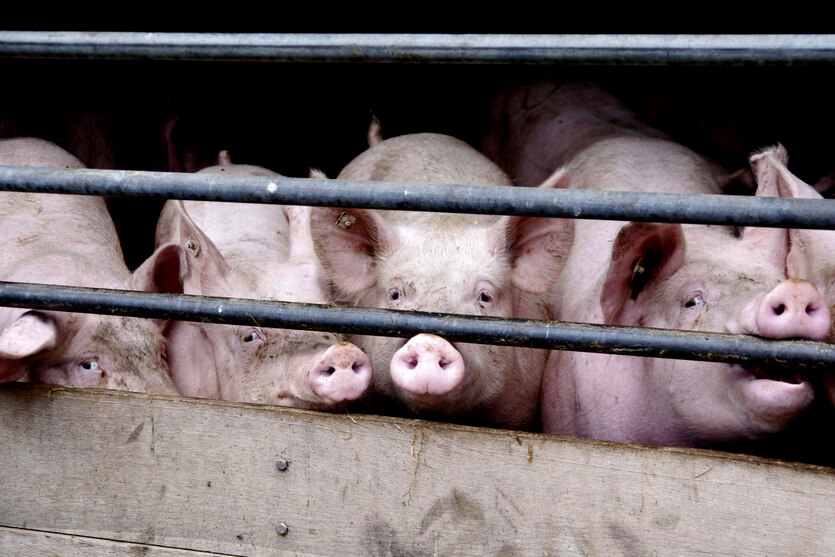 Schweine in einem Stall