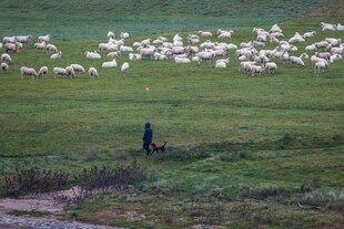 Spaziergänger mit Hund auf einer Wiese, auf der eine Schafherde unterwegs ist
