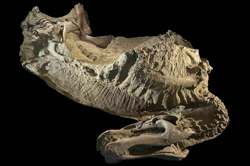 Mumie eines jugendlichen Entenschnabelsaurier