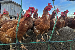 Hühner in einem Freiluft-Hühnerstall am Bauernhof
