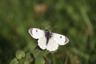 Kleiner weiblicher Aurorafalter