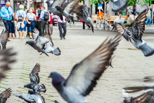 Tauben fliegen auf einem Platz