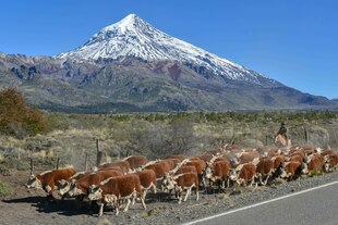 Rinderherde mit Gaucho am Straßenrand vor schneebedeckten Vulkan