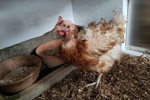 Huhn in einem Stall