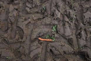 Einsame Biokarotte liegt heruntergefallen von der Erntemaschine in einer lehmigen Fahrspur