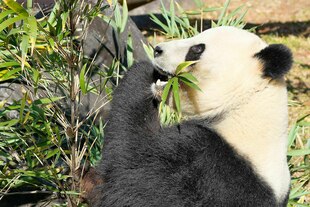 Ein Pandabär frisst Bambus.