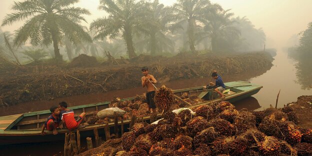 Ein Mann entlädt Ölpalmenfrüchte von einem Boot, im Hintergrund sind Palmen im Nebel