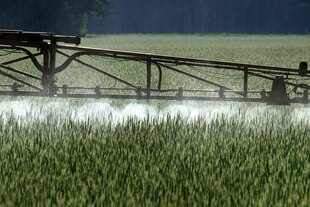 Ein Landwirt versprüht mit einem Spezialgerät Pflanzenschutzmittel über ein Roggenfeld.