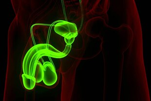 3-D Aufnahme eines Penis in leuchtenden grünen Farben