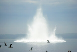 Eine Fontäne steigt nach der Sprengung einer Fliegerbombe auf Eine Fontäne steigt nach der Sprengung einer Fliegerbombe auf