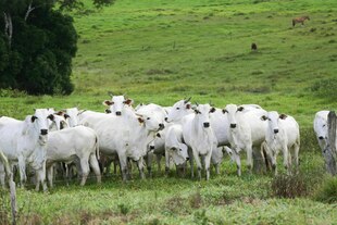 Rinderherde mit weißem Fell steht auf einer grünen hügeligen Weide