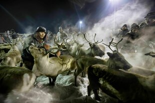 Mehrere Personen mit einer Rentierherde