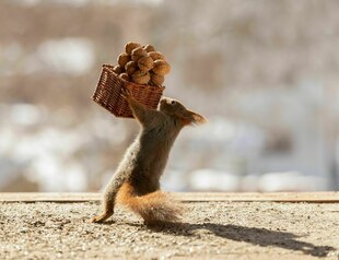 Ein rotes Eichhörnchen trägt einen mit Walnüssen gefüllten Korb