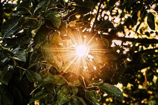 Nahaufnahme von grünen Laubblättern eines Baumes, durch die strahlendes, warmes Sonnenlicht bricht. Die Sonne bildet einen hellen Stern-Effekt im Zentrum, während der Hintergrund in ein sanftes Bokeh aus Lichtpunkten getaucht ist. Die Lichtstrahlen erzeug