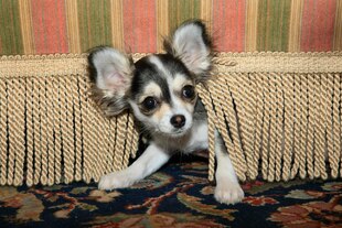 Kleiner Hund versteckt sich unter einem Sessel