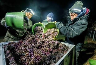 Gefrohrene Reben werden bei der Eisweinlese geerntet