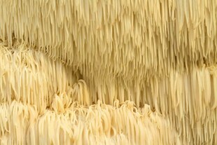 Nahaufnahme des Pilzes Igelstachelbart