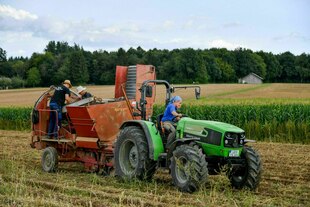 Kartoffelernte auf einem Acker