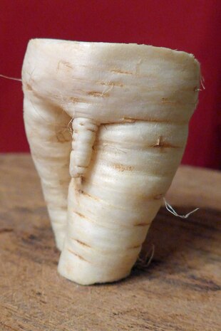 Pastinakenpenis Pastinakenpenis