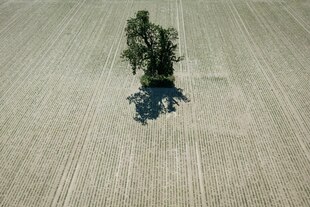 Ein einzelner Baum steht auf einer ausgetrockneten Ackerfläche in der Wetterau Ein einzelner Baum steht auf einer ausgetrockneten Ackerfläche in der Wetterau