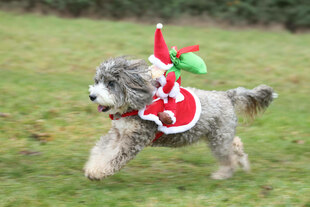 Ein Hund mit Weihnachtsdeko auf dem Rücken rennt über eine Wiese