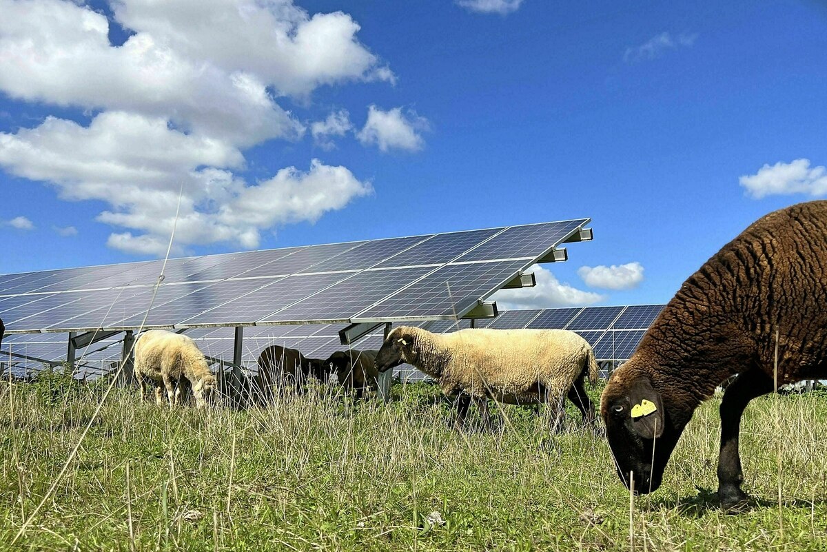 So-viel-Sonnenstrom-wie-nie-zuvor-Solarenergie-berholt-Kohle-und-Gas
