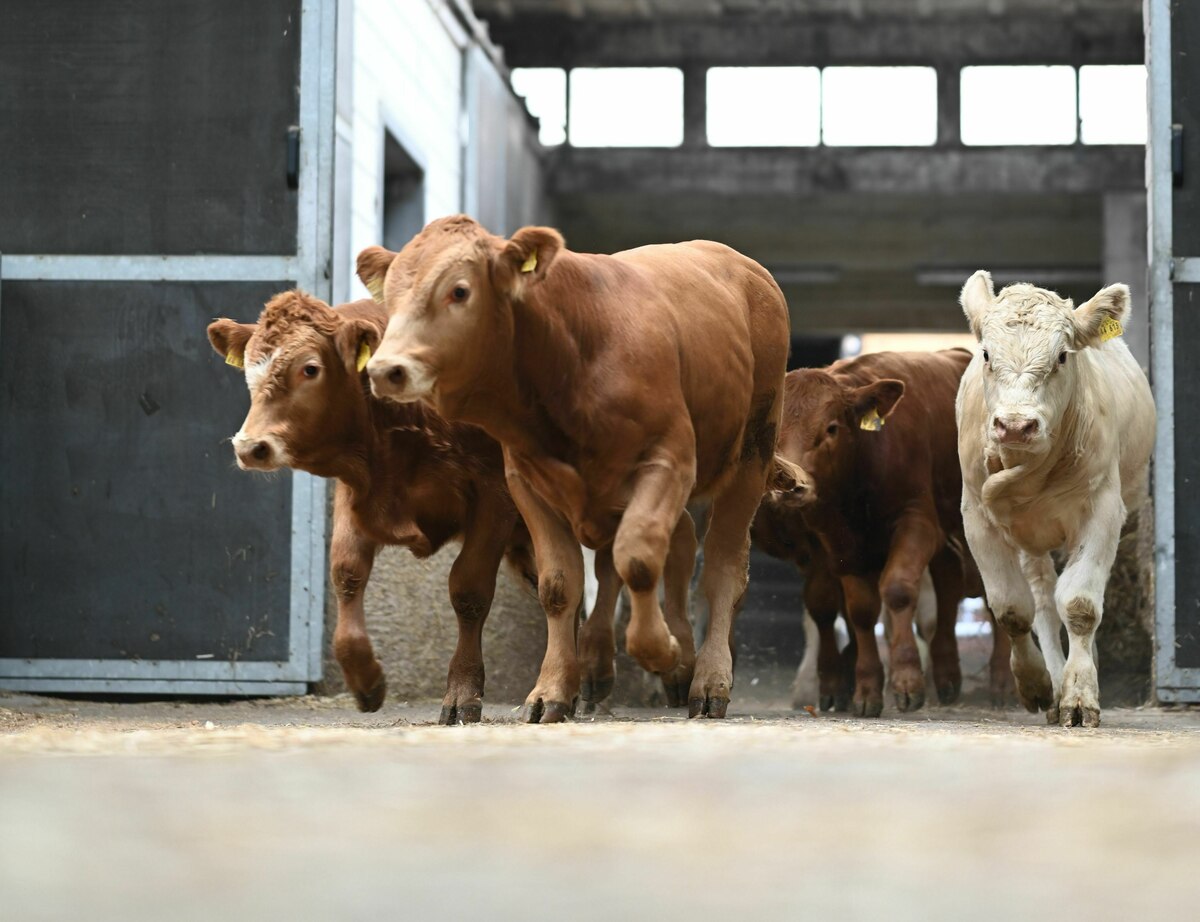 Handelsabkommen-mit-S-damerika-Staaten-Mercosur-Abkommen-w-rde-EU-Landwirtschaft-kaum-belasten