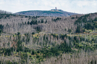 Blick auf die Hänge des Wurmbergs, die im Sommer 2022 durch ragende abgestorbene Fichten dominiert sind Blick auf die Hänge des Wurmbergs, die im Sommer 2022 durch ragende abgestorbene Fichten dominiert sind