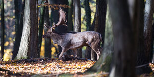 Ein Hirsch im Tiergarten von Hannover