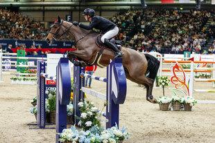 Pferd mit Reiter springt über ein Hindernis