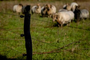 Wolfsicherer Zaun hinter dem Schafe auf einer Wiese stehen Wolfsicherer Zaun hinter dem Schafe auf einer Wiese stehen