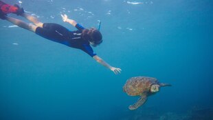 Ein Person schnorchelt mit einer Schildkröte Ein Person schnorchelt mit einer Schildkröte