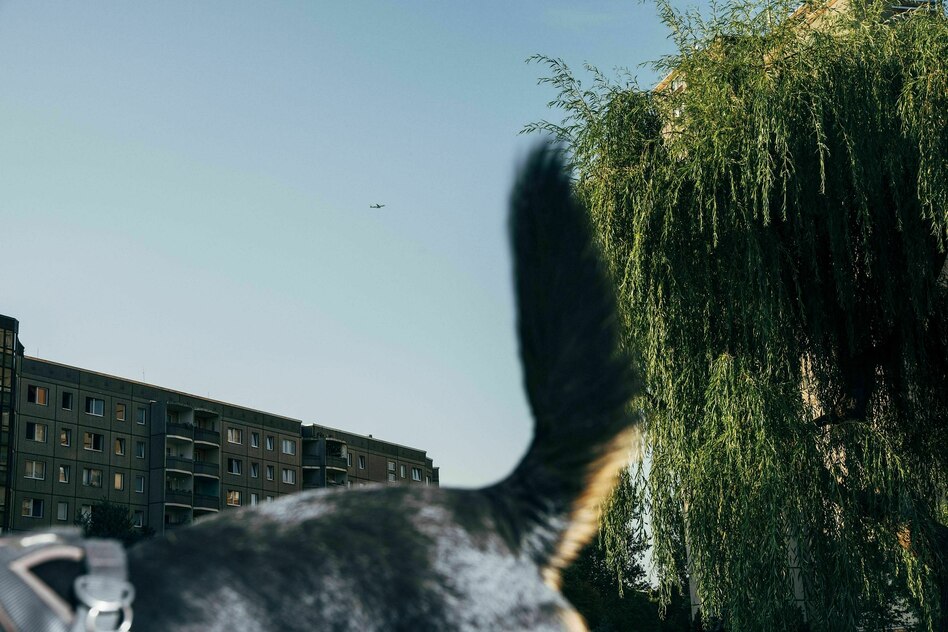 Treibhausgase von Tierfutter: Dein Hund, das Klimaschwein