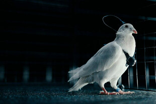 Eine Taube mit umgebundener Kamera