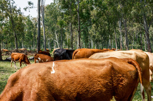 Eine Herde von roten und schwarzen Kühen
