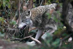 Ein Wolf streift durch das Unterholz