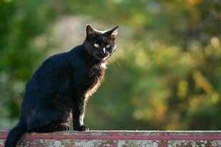 Schwarze Katze auf der Mauer