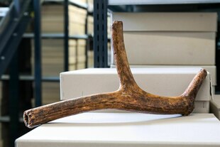 Ein uraltes Geweih, welches als Werkzeug benutzt wurde, lieft vor der Kulisse eines Archivs