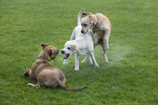 Drei Hunde tollen auf einer Wiese und keifen sich an
