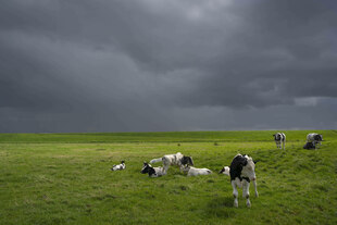 Kühe auf einer üppig grünen Weide, der Himmel ist voll dunkler Wolken Kühe auf einer üppig grünen Weide, der Himmel ist voll dunkler Wolken