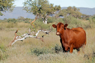 Freilaufende Kuh in schwül-heißem Weideland
