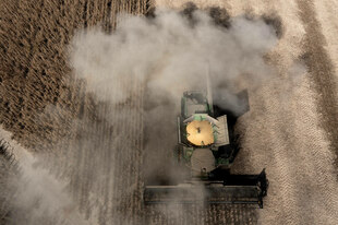 Ernte von Sojabohnen Ernte von Sojabohnen