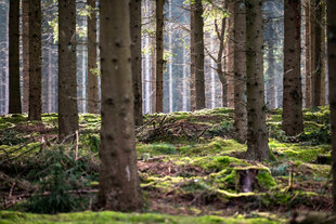 Strukturreicher Waldboden in einem Mischwald in Dötlingen, Deutschland Strukturreicher Waldboden in einem Mischwald in Dötlingen, Deutschland