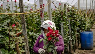 Eine Person mit Rosen in einem Gewächshaus Eine Person mit Rosen in einem Gewächshaus