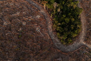 Eine kleine grüne Insel Wald inmitten einer großen braunen gerodeten Fläche